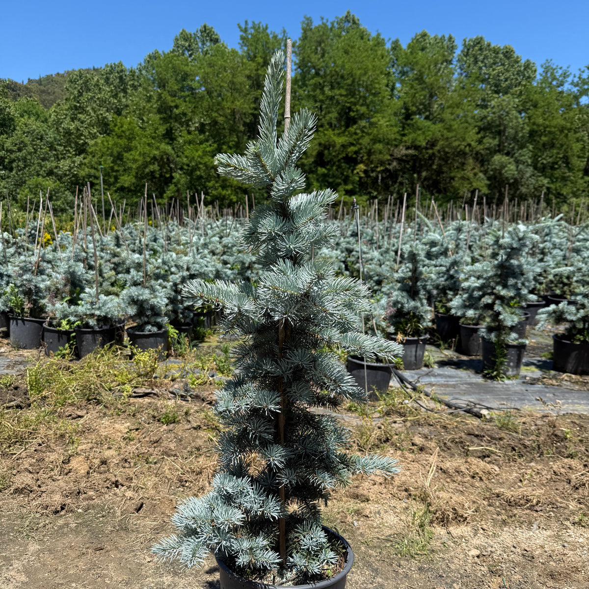 Picea Pungens Glauca Hoopsii