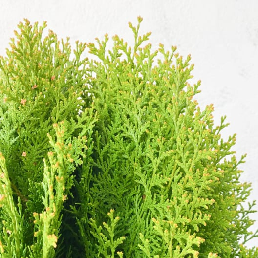Thuja orient. 'Aurea Nana'