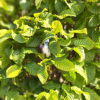 Carpinus betulus 'Monumentalis'
