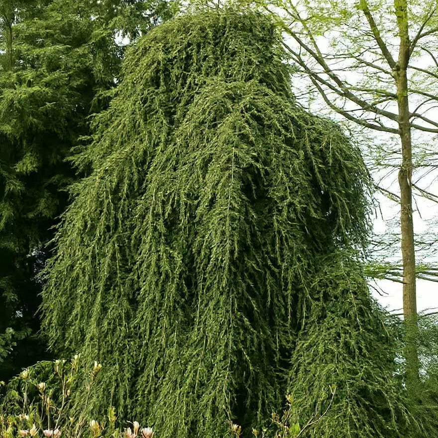Tsuga can. 'Pendula'