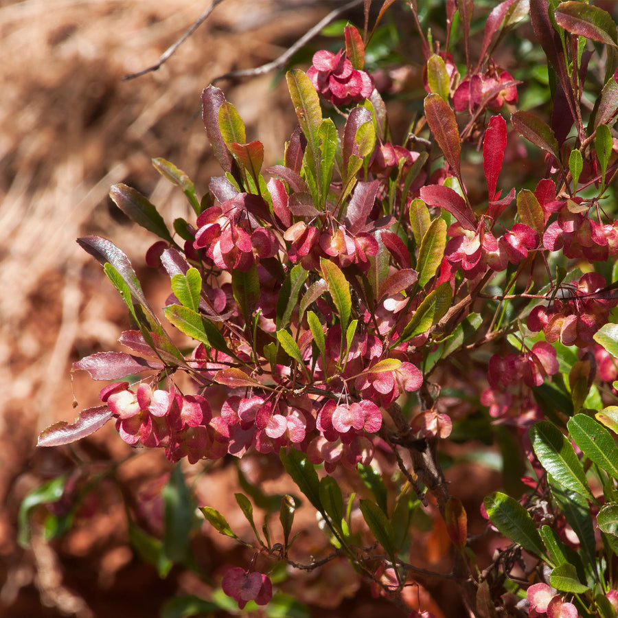 Dodonaea viscosa 'Purpurea'