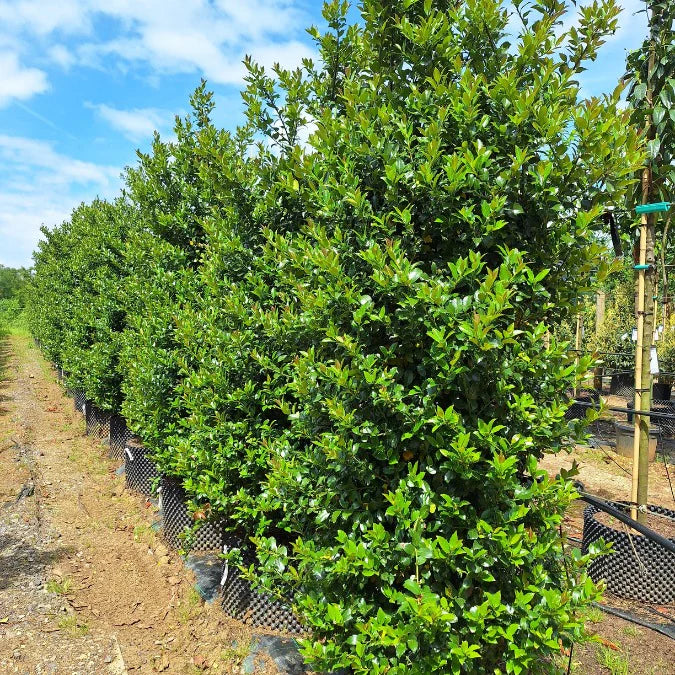Ilex x Meserveae Blue Maid