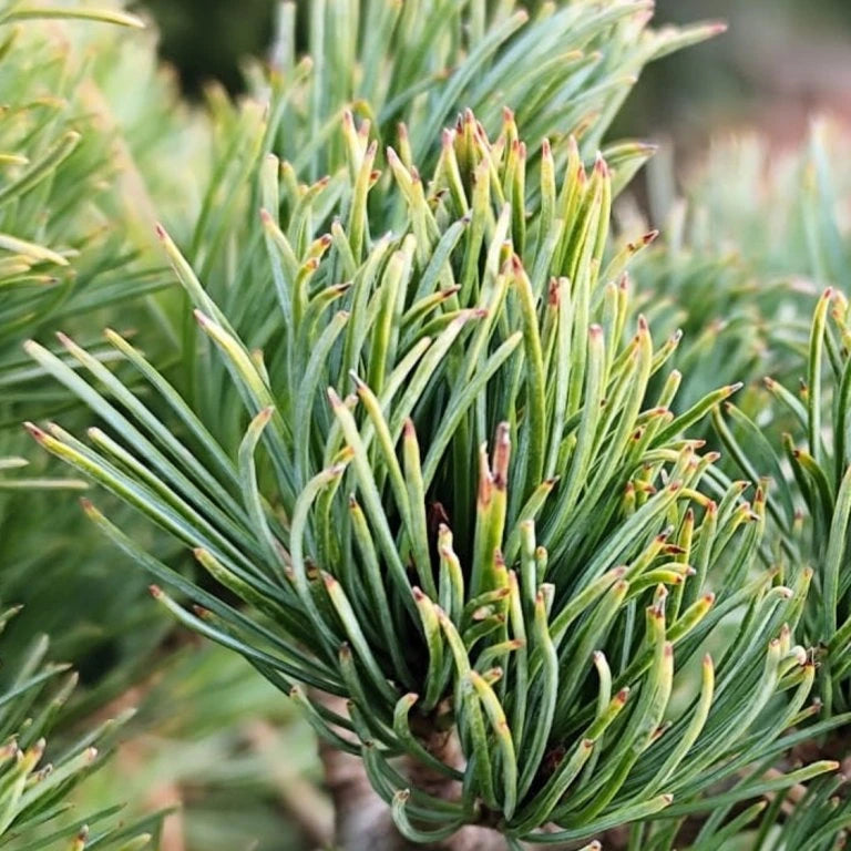 Pinus parviflora 'Linda'