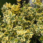 Euonymus Japonicus Bravo