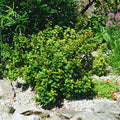 Ilex x Meserveae Little Rascal
