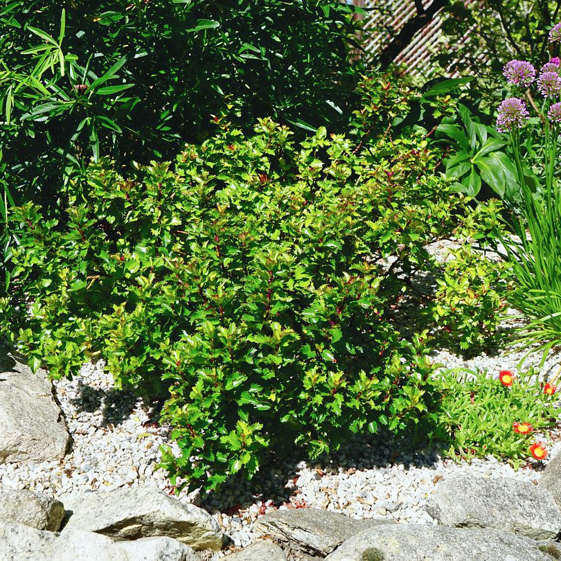 Ilex x Meserveae Little Rascal