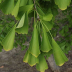 Ginkgo biloba 'Saratoga'