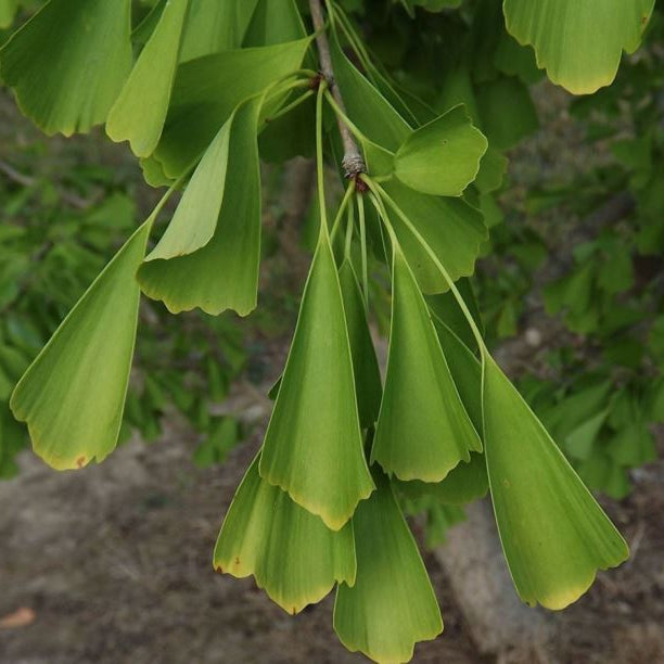 Ginkgo biloba 'Saratoga'