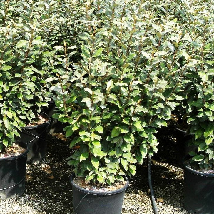 Eleagnus Ebbengey