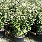 Eleagnus Ebbengey