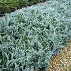 Juniperus Horizontalis Blue Chip