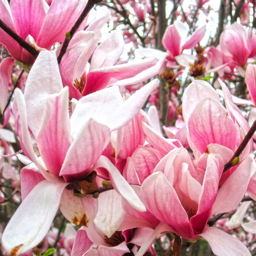 Magnolia Soulangeana | Cepellón
