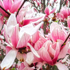 Magnolia Soulangeana | Cepellón