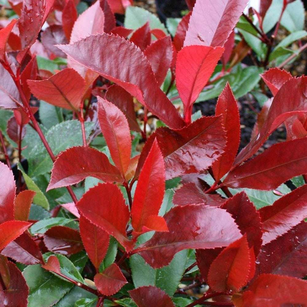 Photinia Fraseri "Red Robin"