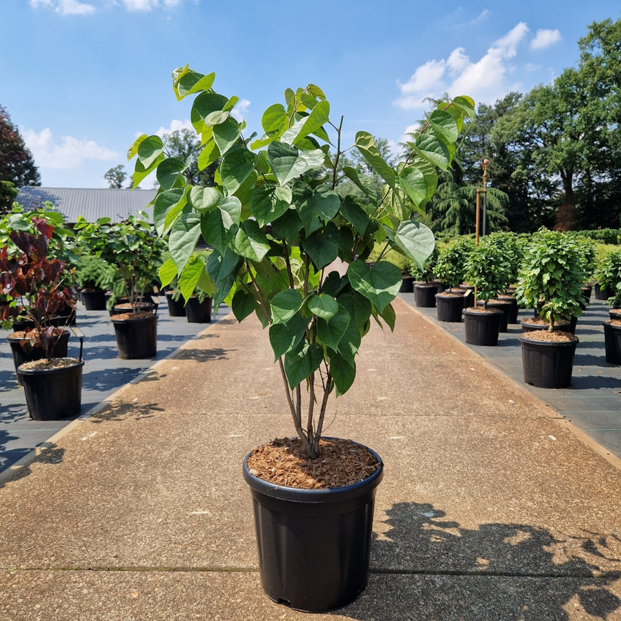 Cercis chinensis 'Avondale'