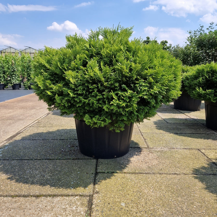 KONIMG:6D9F374ED271