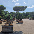 Carpinus betulus