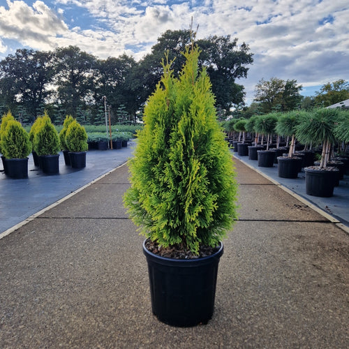 Thuja occ. 'Golden Smaragd'&reg;