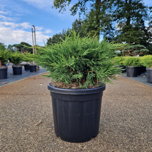 Juniperus pfitzeriana 'Old Gold'