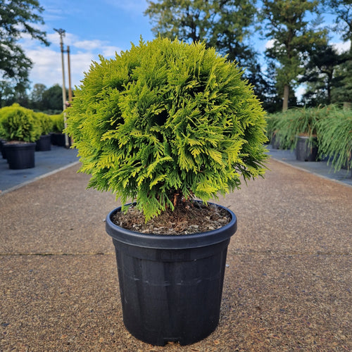 Thuja occ. 'Mirjam'&reg;