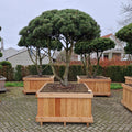 KONIMG:AB2303A85F33