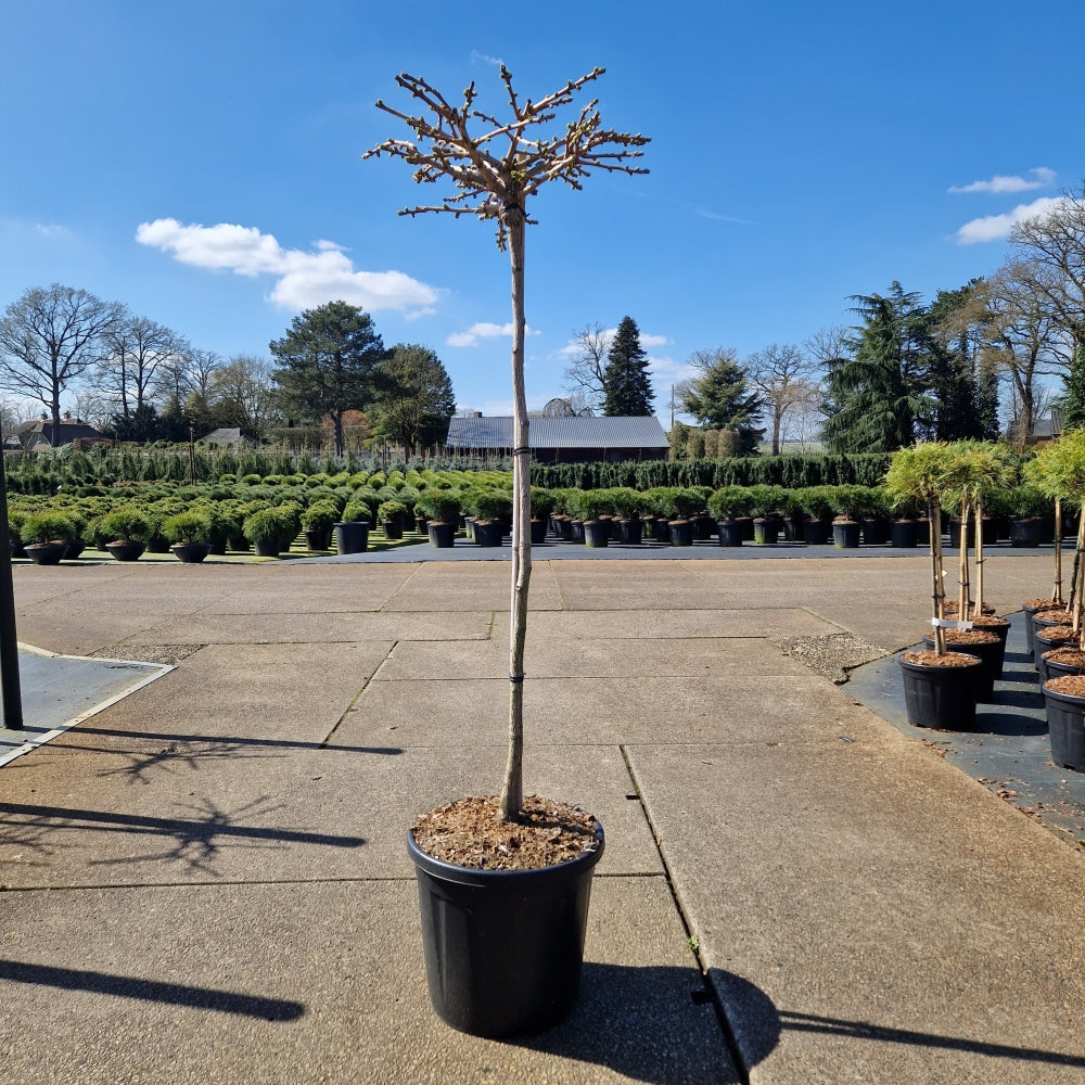 KONIMG:FEEF57602341