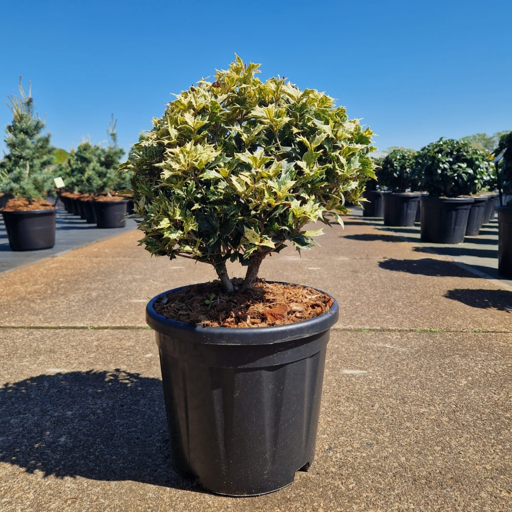 KONIMG:8428854E9AAD