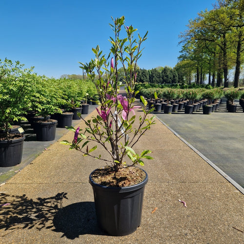 Magnolia Susan