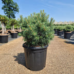 KONIMG:30E03CA2860B