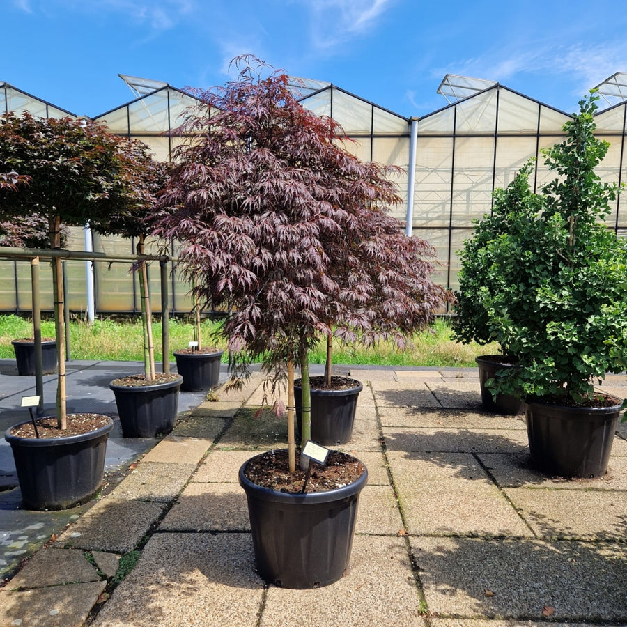 KONIMG:4B1A63988BC9