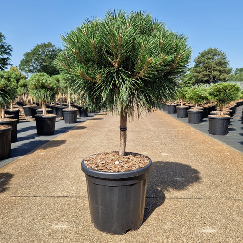 Pinus nigra 'Brepo'&reg;