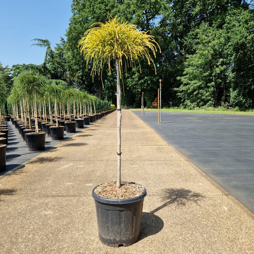 Thuja plicata 'Golden Whipcord'