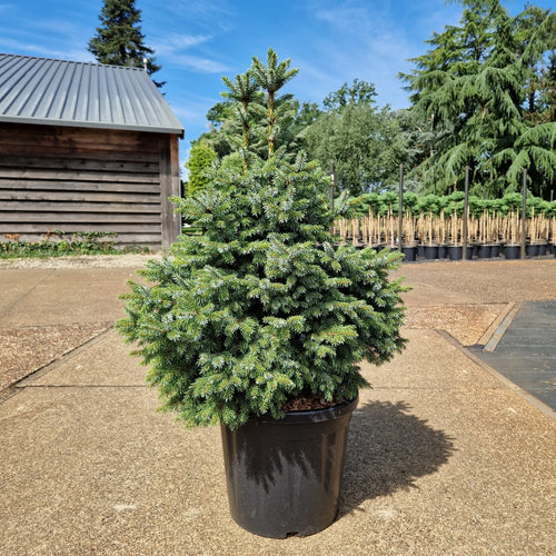Picea omorika 'Nana'