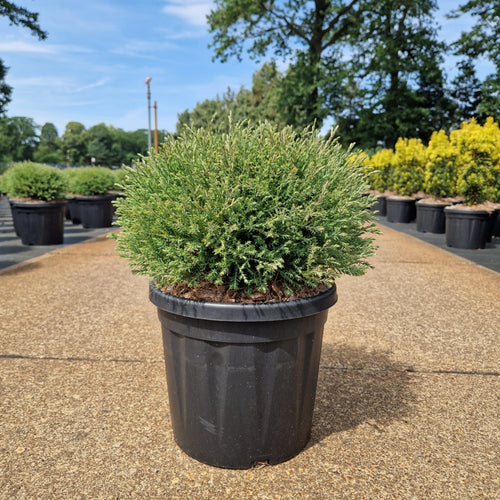 Thuja occ. 'Mr Bowling Ball'