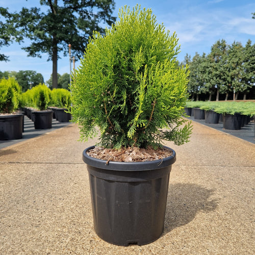 Thuja orient. 'Aurea Nana'