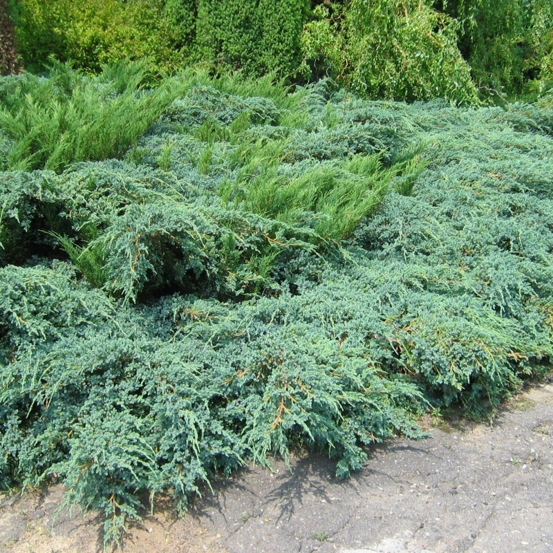 Juniperus x Media Pfitz. Glauca