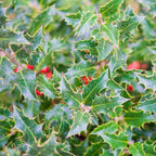 Ilex Aquifolium Alaska Cono