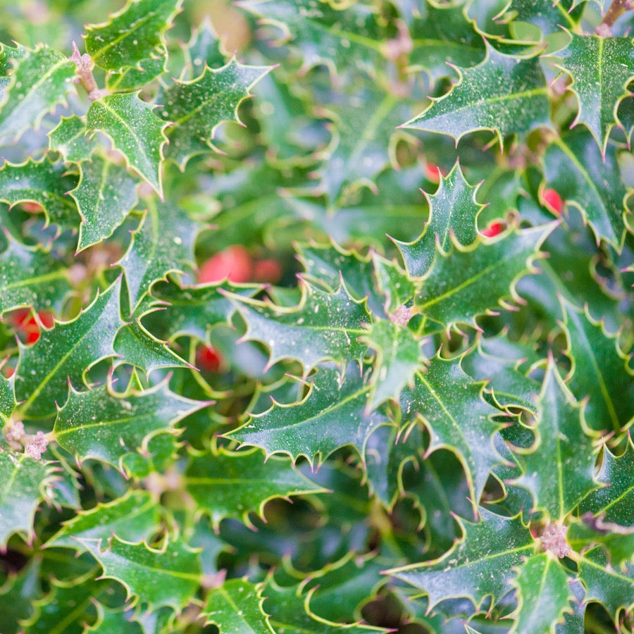 Ilex Aquifolium Alaska Bola