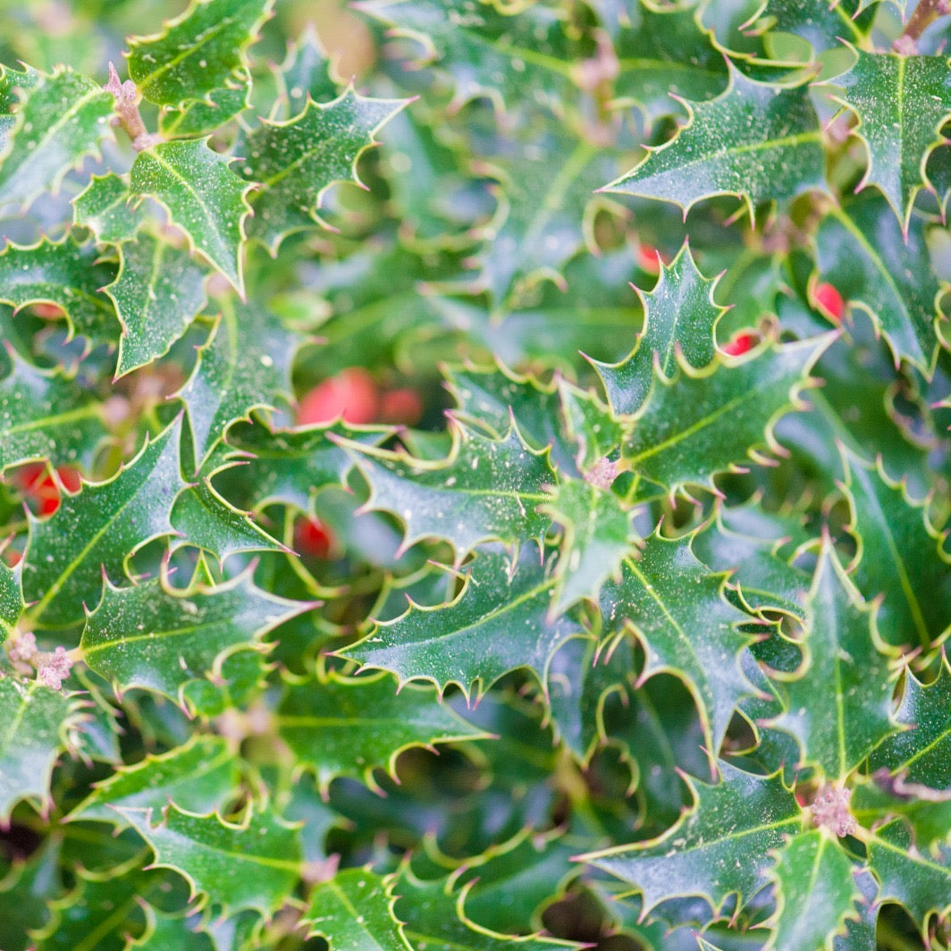 Ilex Aquifolium Alaska Bola