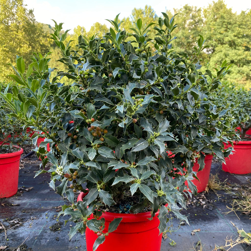 Ilex Aquifolium Alaska Bola