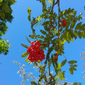 Sorbus Aucuparia