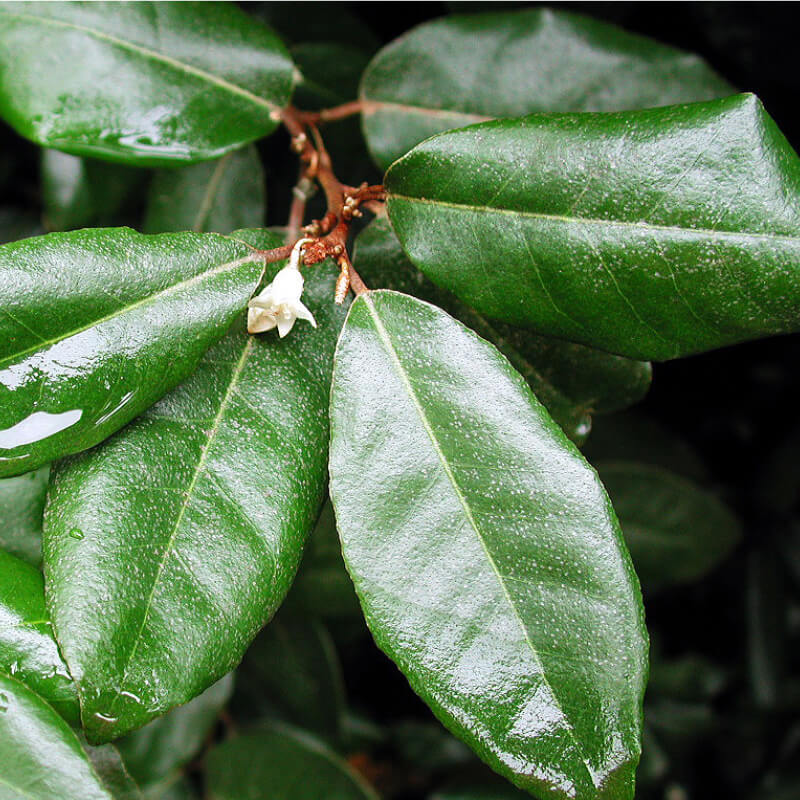 Eleagnus Ebbengey