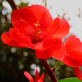 Chaenomeles Japonica