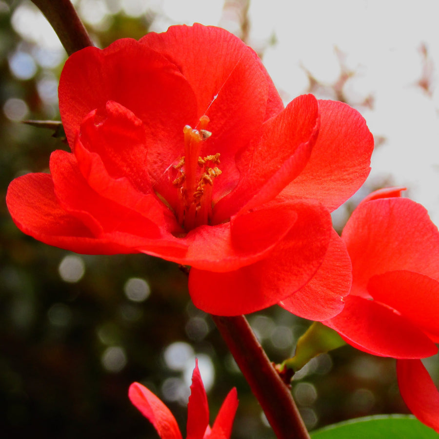 Chaenomeles Japonica