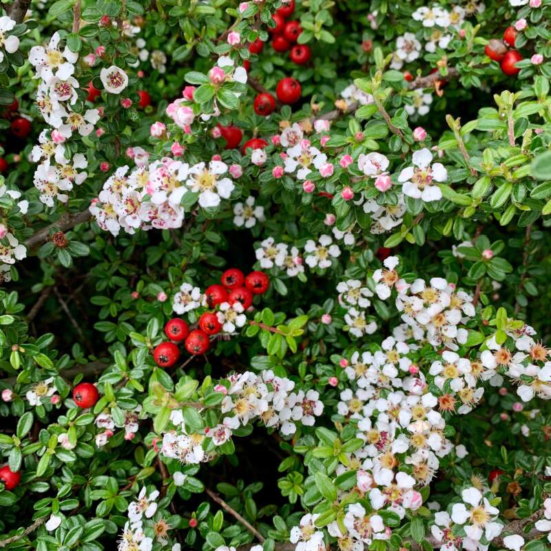 Cotoneaster Dammeri