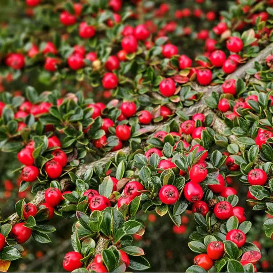 Cotoneaster Horizontalis