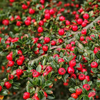 Cotoneaster Horizontalis
