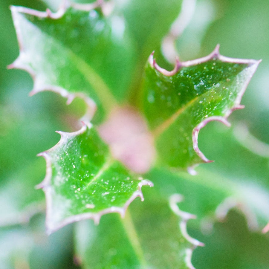 Ilex Aquifolium Alaska Cono