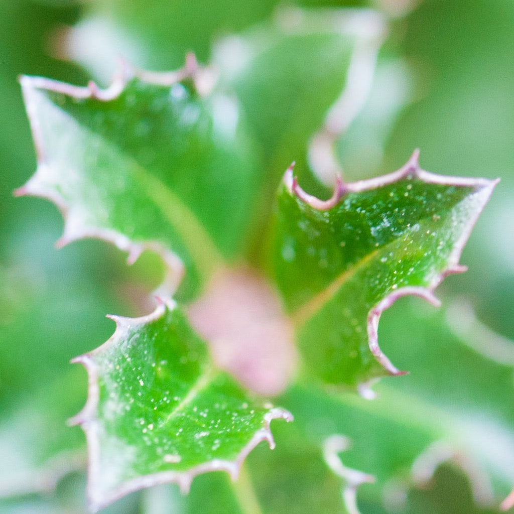 Ilex Aquifolium Alaska Bola