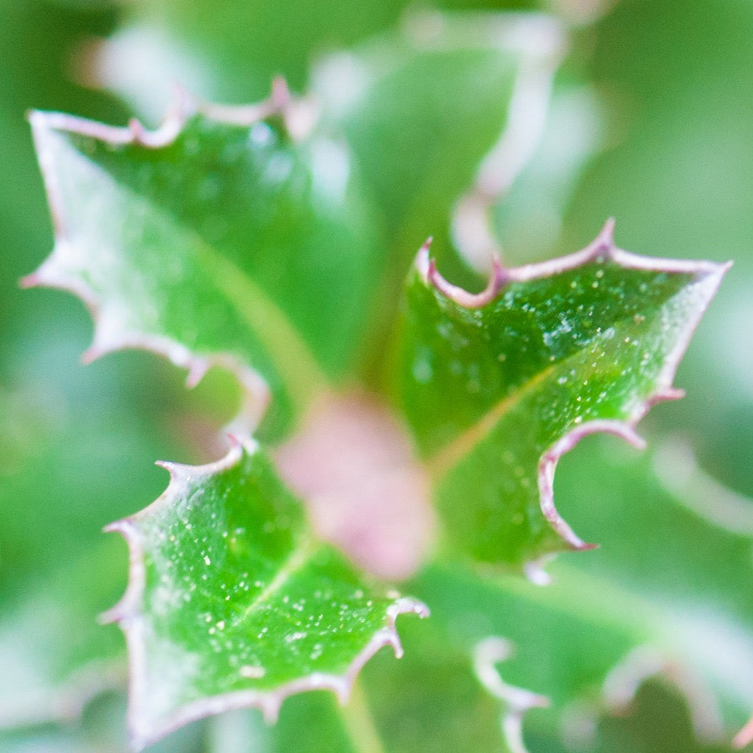 Ilex Aquifolium Alaska Bola